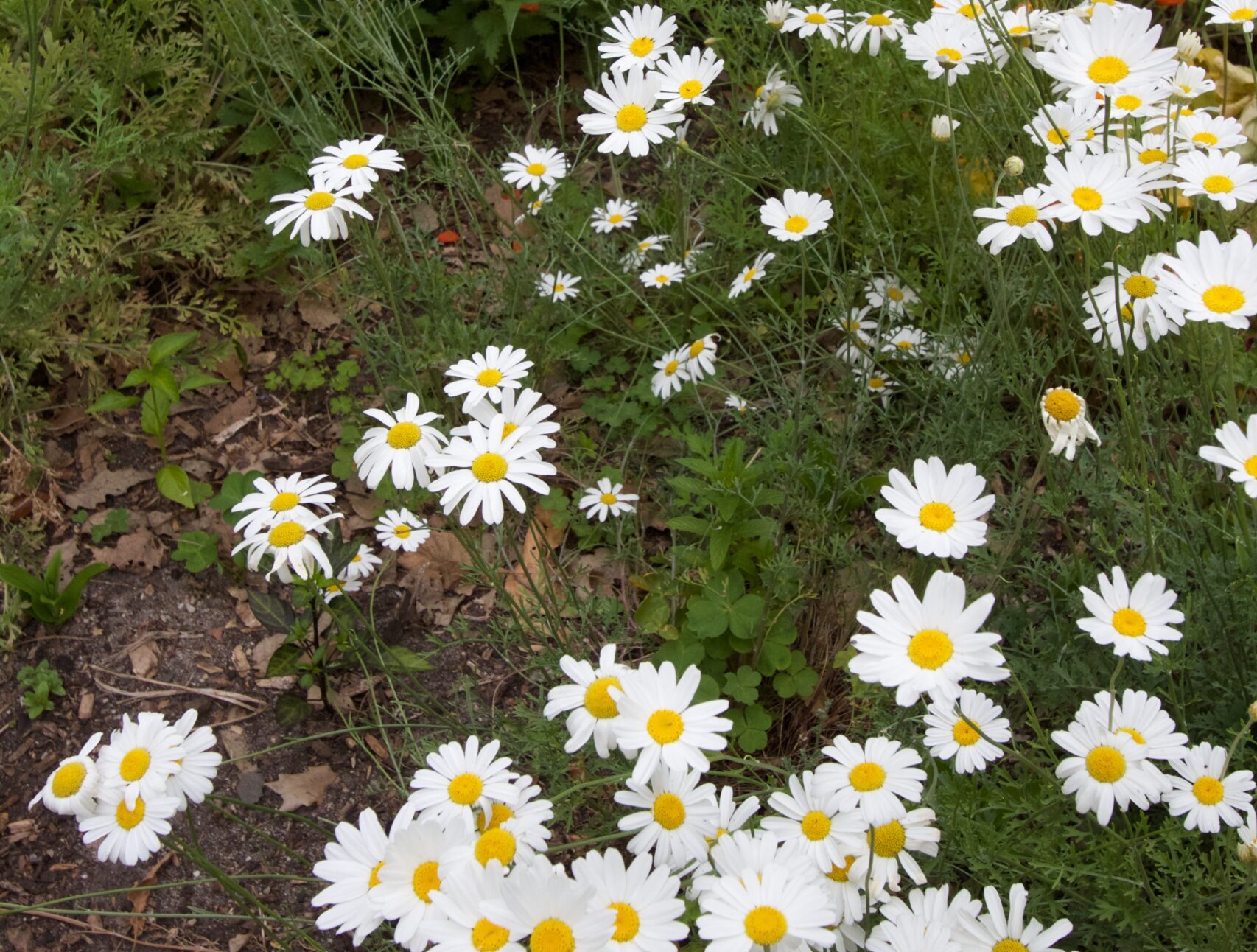 Make your own pyrethrum